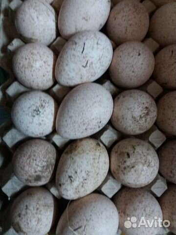 Яйцо инкубационное перепелки, цесарки, индюшки купить на Зозу.ру - фотография № 2