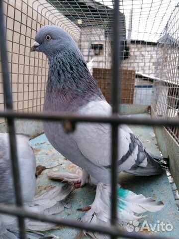 Узбекские голуби купить на Зозу.ру - фотография № 4