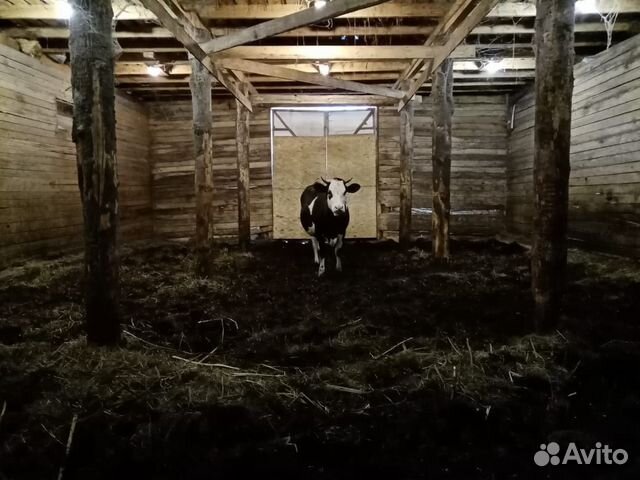 Бык и корова купить на Зозу.ру - фотография № 5