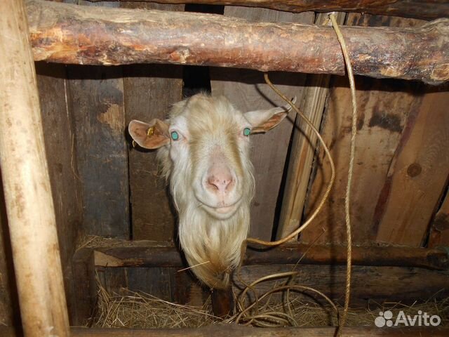 Зааненская молодая коза купить на Зозу.ру - фотография № 2