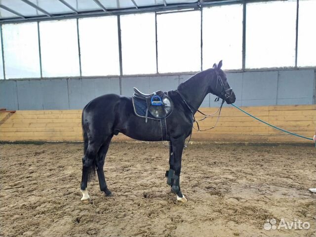 Спортивная лошадь купить на Зозу.ру - фотография № 4