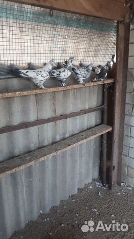 Широкохвостые голуби на продажу купить на Зозу.ру - фотография № 4