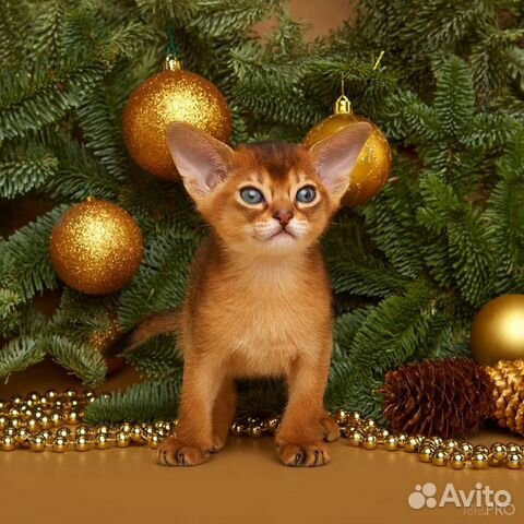 Абиссинский котенок