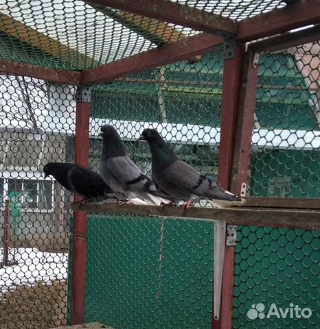 Николаевские голуби купить на Зозу.ру - фотография № 1