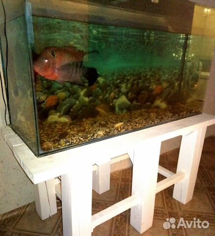 Аквариум 312л, рыбка Фловерхорн купить на Зозу.ру - фотография № 2