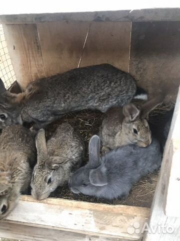 Кролики большие. Мать и 5 крольчат купить на Зозу.ру - фотография № 2
