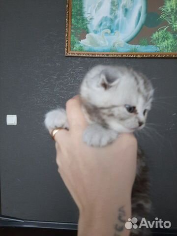 Продам мраморного веслоухого котенка купить на Зозу.ру - фотография № 3