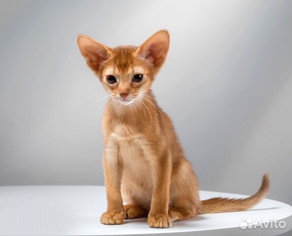 Котята Абиссинские