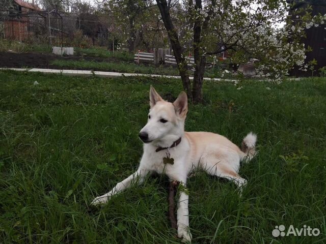 Купить Лайку В Тамбовской Области