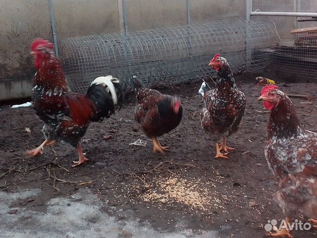 Яйца инкубационные от ливенских кур купить на Зозу.ру - фотография № 4