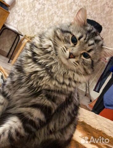 Ищем кошку на вязку
