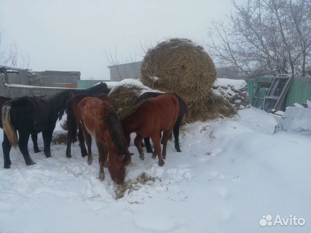Лошадки купить на Зозу.ру - фотография № 2