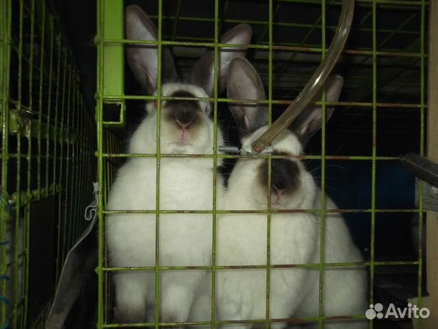 Продам кроликов калифорнийцев купить на Зозу.ру - фотография № 1