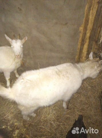Продам козла и козу котную 2 козочки одна уже доит купить на Зозу.ру - фотография № 3