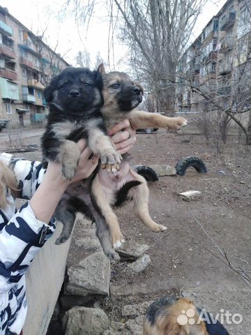 Сос щенки купить на Зозу.ру - фотография № 3