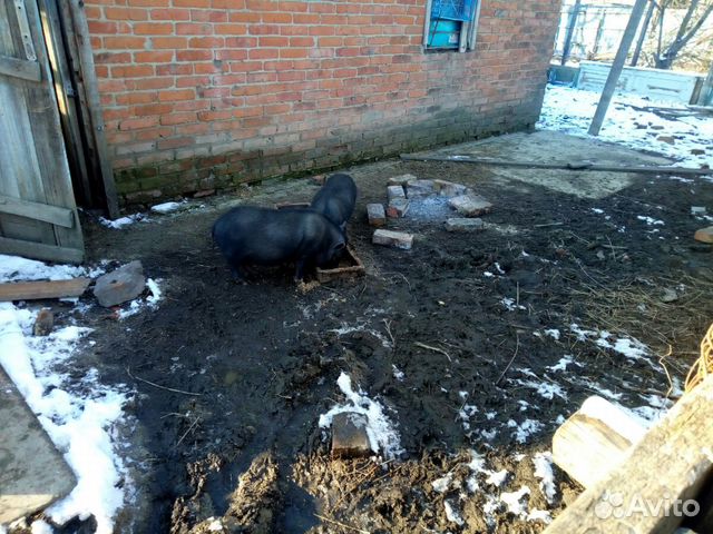 Свиньй веслобрюхие купить на Зозу.ру - фотография № 2