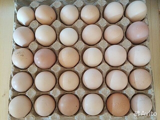 Инкубационные яйца куриц купить на Зозу.ру - фотография № 1