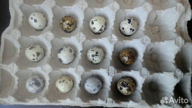 Инкубационноё яйцо перепелов купить на Зозу.ру - фотография № 1