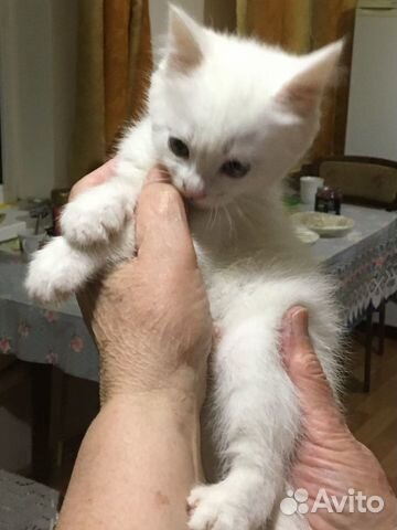 Отдам белого котёнка купить на Зозу.ру - фотография № 3