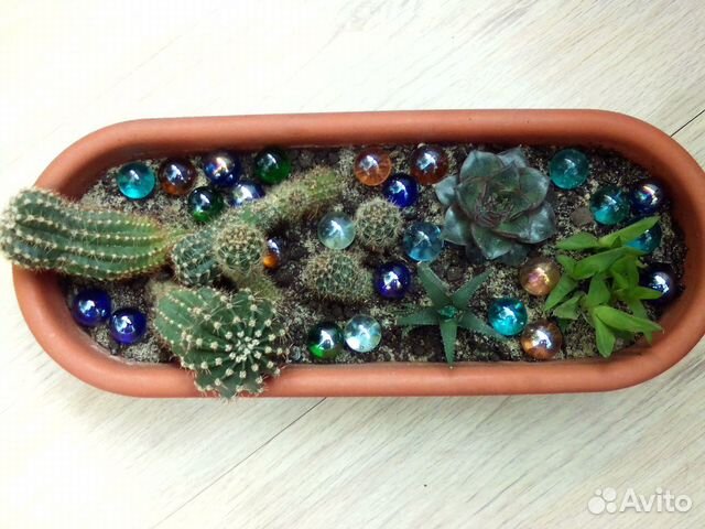 Садик из суккулентов и кактуса