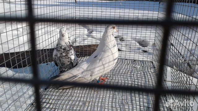 Николаевские голуби купить на Зозу.ру - фотография № 2