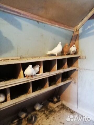 Птицы голуби купить на Зозу.ру - фотография № 1