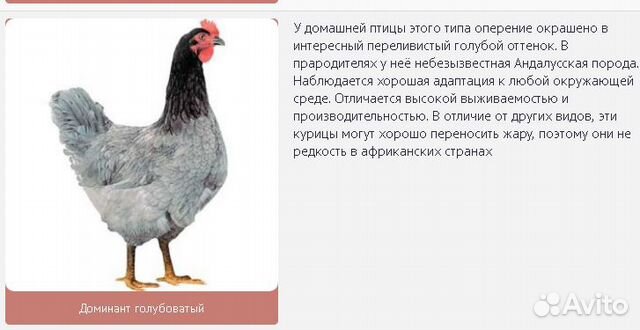 Яйцо инкубационное "Чешский доминант" купить на Зозу.ру - фотография № 1