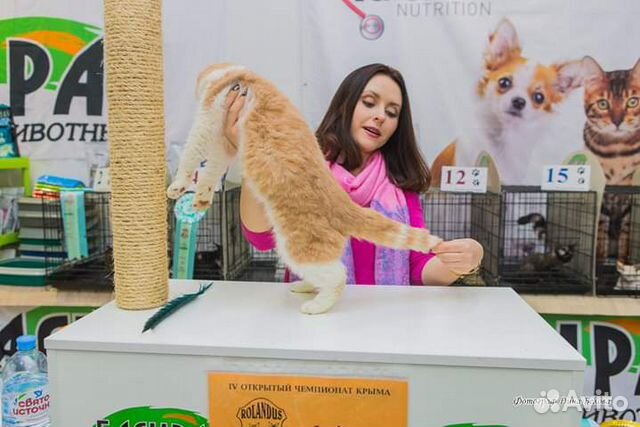 Выставка кошек и котят купить на Зозу.ру - фотография № 6