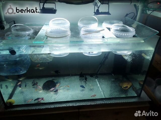 Аквариумы и аквариумные рыбки купить на Зозу.ру - фотография № 3