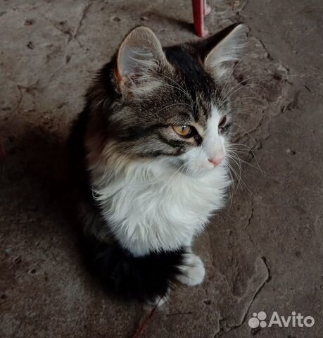 Маленькие котята девочки, непородистые купить на Зозу.ру - фотография № 3