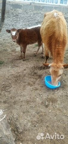 Корова и телёнок (отдельно не продаются) и бык купить на Зозу.ру - фотография № 2