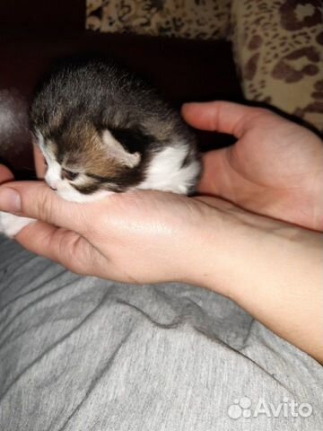 Красивейшие котята в самые заботливые руки купить на Зозу.ру - фотография № 5