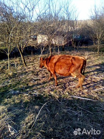 Продаются коровы купить на Зозу.ру - фотография № 5