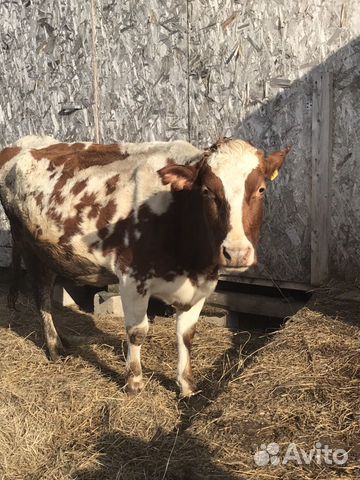 Продаётся корова Айширской породы купить на Зозу.ру - фотография № 3