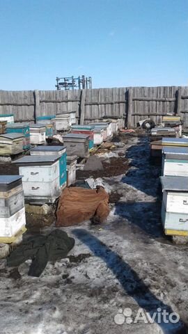 Пчелиные семьи купить на Зозу.ру - фотография № 3