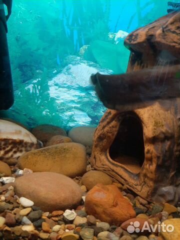 Рыбки аквариумные скалярия и сомик мешкожаберный купить на Зозу.ру - фотография № 7