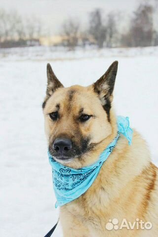 Спокойный добрый пес Шерлок в дар купить на Зозу.ру - фотография № 7