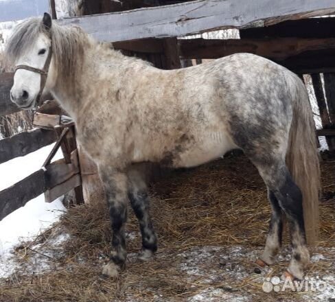 Конь, жеребец купить на Зозу.ру - фотография № 4