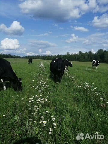 Молочная корова купить на Зозу.ру - фотография № 3