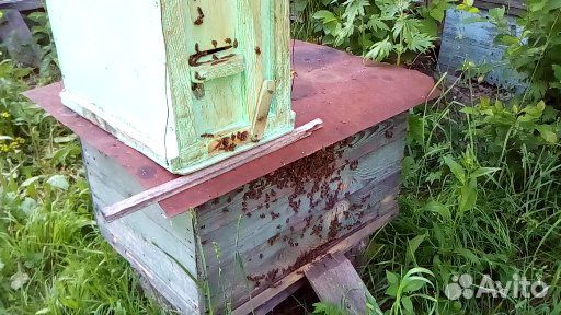 Пчеловодство купить на Зозу.ру - фотография № 2