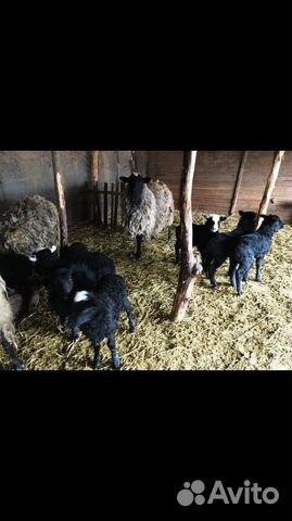 Овцы бараны ярки ягнята купить на Зозу.ру - фотография № 4