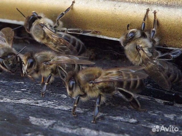 Пчелы.Пчелопакеты с пасеки лесной купить на Зозу.ру - фотография № 2