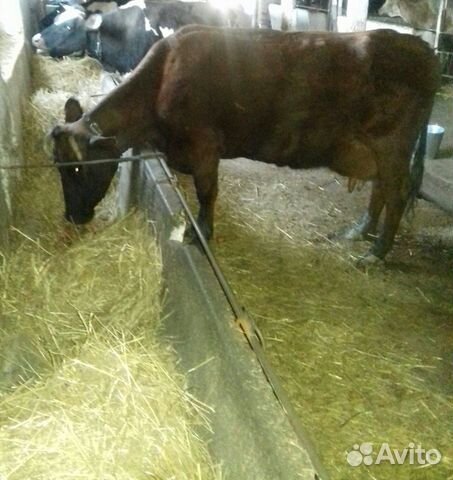Высокоудойные коровы с молоком,мясников прошу не б купить на Зозу.ру - фотография № 1