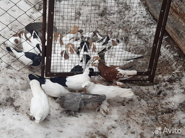 Пара красивых голубей (монахи и не только) купить на Зозу.ру - фотография № 8