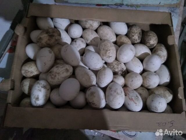 Яйцо гусей купить на Зозу.ру - фотография № 1