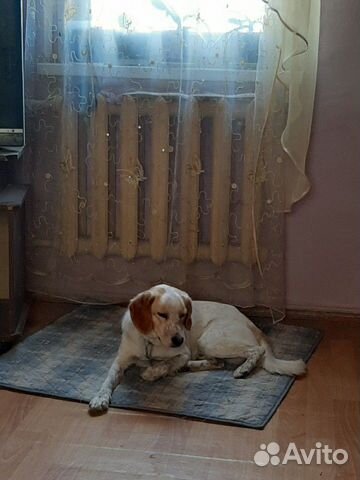 Собака найдёныш купить на Зозу.ру - фотография № 4