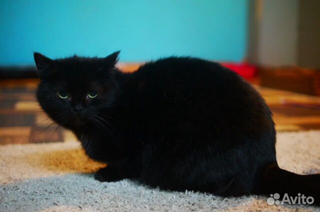 Кошка черная молодая купить на Зозу.ру - фотография № 3
