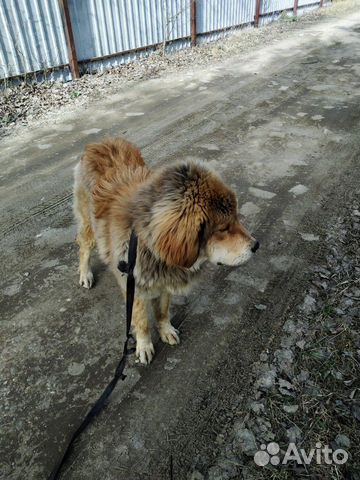 Собака тибетский мастиф купить на Зозу.ру - фотография № 1