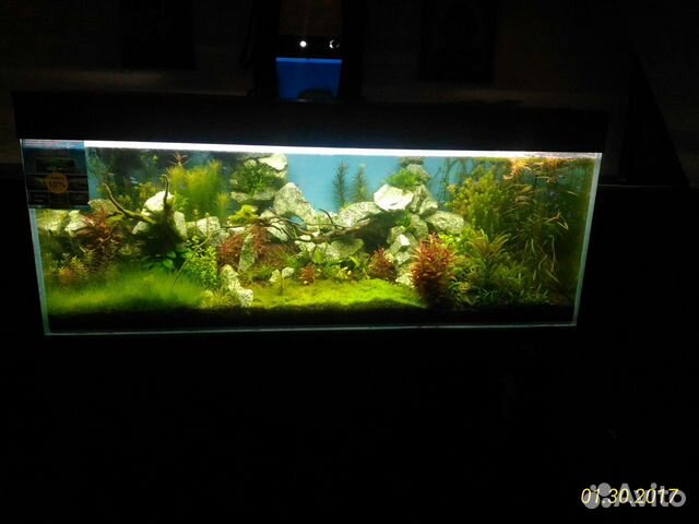 Шикарный аквариум для ценителей прекрасного купить на Зозу.ру - фотография № 6