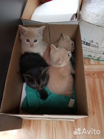 Котятам нужен дом Котятам нужен дом